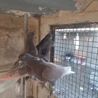 کبوتر پرشی|پرنده|قم, کیوانفر|دیوار