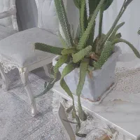 گل کاکتوس