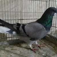 کبوتر دمگیر|پرنده|اصفهان, شاهزید|دیوار