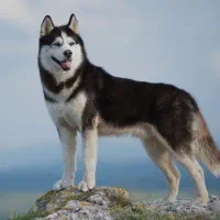 قبول سرپرستی توله و سگ سالم