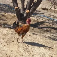 درود فروش مرغ محلی اصل