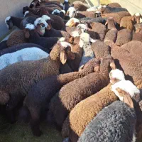 گوسفند گله گرد کم چربی به ضمانت مرجوعی وخونی