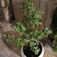 گل شمشاد|گل و گیاه طبیعی|مشهد, سجاد شهر|دیوار