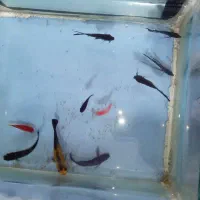 ماهی با آکواریوم و لوازم|ماهی|چهاردانگه (تهران), |دیوار