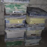 کندوی زنبور