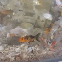 ماهی کوی|ماهی|یزد, |دیوار