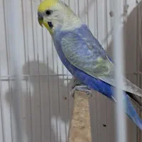 مرغ عشق های رینبو ورنگین کمانی