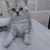 واگذاری گربه بربتیش سیلور