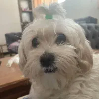 هتل پانسیون پت مراقبت سگ و حیوانات خانگی کوکو