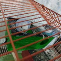 چهار عدد مرغ عشق