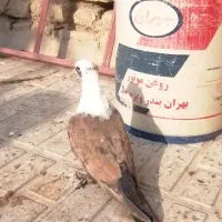 کربلایی مخمل کاکلی|پرنده|شیروان (خراسان), |دیوار