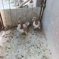 چپ زرد نر ساده کلاغ دم هم نر کفتر بوم