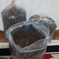 چای بهاره شمال