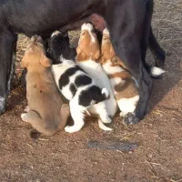 چوچوه قهدریجانی نگهبان واقعی باغو ویلا