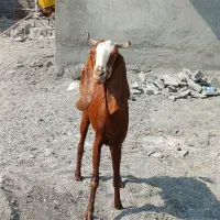 بز تالی پاکستانی آبستن مایه سه قلو زا رودان|حیوانات مزرعه|بندرعباس, |دیوار