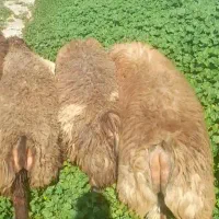 بره نر و ماده چاق درجه یک