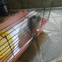 خرگوش