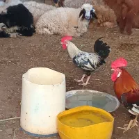 گوسفند نر