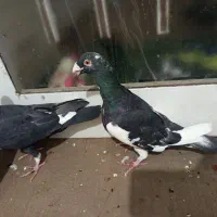 کفتر|پرنده|شیراز, آبیاری|دیوار