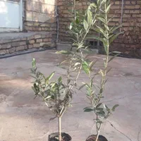 فروش انواع نهال زیتون|خدمات باغبانی و درختکاری|منجیل, |دیوار