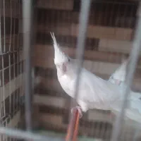 عروس هلندی البینونرماده‌مولد