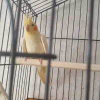 عروس هلندی ماده