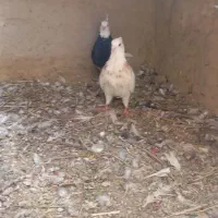 جفت طوقی