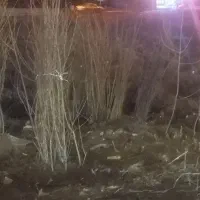 نهالستان ایلین