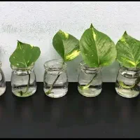 قلمه انواع گیاه
