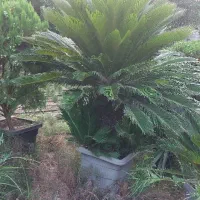 گلدان سیکاس وپالم