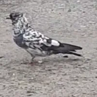 سلام این سه تا نر رو پریروز باد ازم  .نهاوند هستم