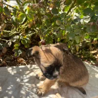 سگ شیتزو سوپر فلت|سگ|مشهد, شهید فرامرز عباسی|دیوار