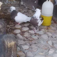 جفت طوق شازده و دم قهوای معاوضه|پرنده|کوهمره, |دیوار