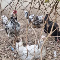 مرغ و خروس گلین کاکل ریش چهل تاج اصیل