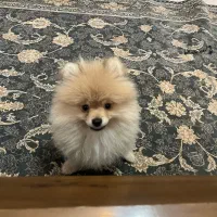 ماده وارداتی جفت