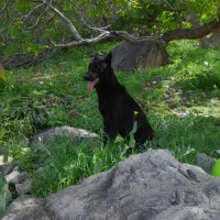 سگ ژرمن نر آموزش دیده