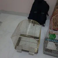 قفس پرنده طوطی قفسه عروس هلندی برزیلی کاسکو