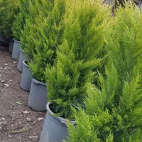 چمن علف زنی چاله کنی سمپاشی بریدن درخت با مجوز|خدمات باغبانی و درختکاری|صومعه‌سرا, |دیوار