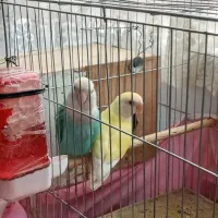 طوطی برزیلی مولد