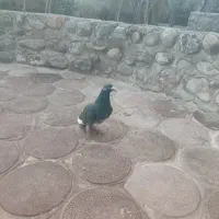 کبوتر نر|حراج|خاش, |دیوار