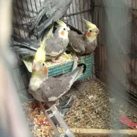 عروس هلندی|پرنده|ساوه, |دیوار