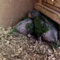 طوطی ملنگو مولدسالنی|پرنده|صدرا-فارس, فاز ۱|دیوار