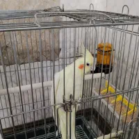 جفت عروس لوتینو مولد با چهار تخم