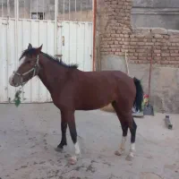 مادیان اسب|اسب و تجهیزات اسب‌سواری|بروجرد, |دیوار