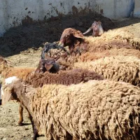 8 راس بره نر