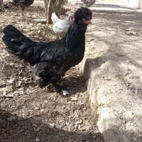 تخم مرغ|خوردنی و آشامیدنی|اسفرورین, |دیوار