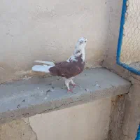 نر گلی|پرنده|قم, نخودی|دیوار