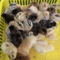 جوجه و تخم نطفه دار گلین|حیوانات مزرعه|شهرضا, |دیوار