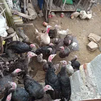 بوقلمون برنز امریکایی|حیوانات مزرعه|سیوان, |دیوار