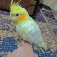 عروس هلندی 6 ماهه|پرنده|خوانسار, |دیوار